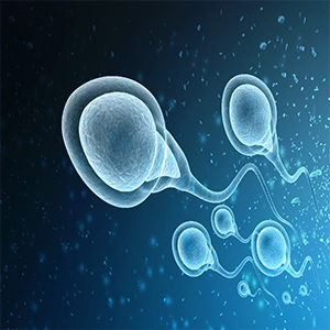 Sperm Retrieval