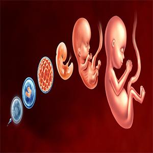 Life's First Steps